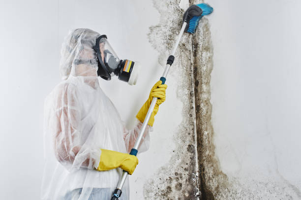 Best Residential Mold Removal  in De Soto, IL