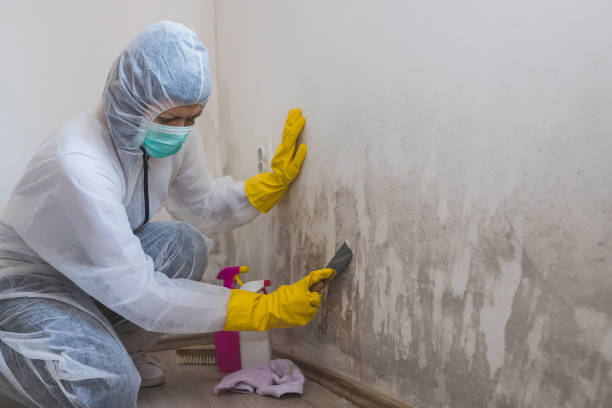 Best Commercial Mold Removal  in De Soto, IL