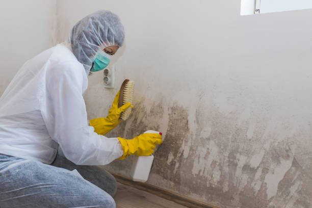 Mold Testing and Removal in De Soto, IL