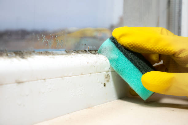 Best Mold Remediation  in De Soto, IL