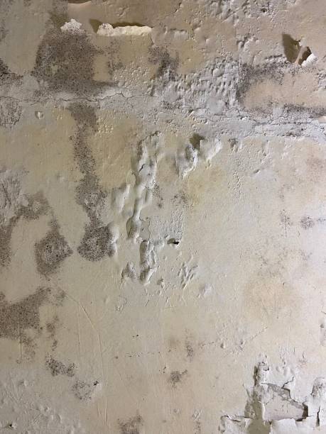 Best Mold Damage Repair  in De Soto, IL