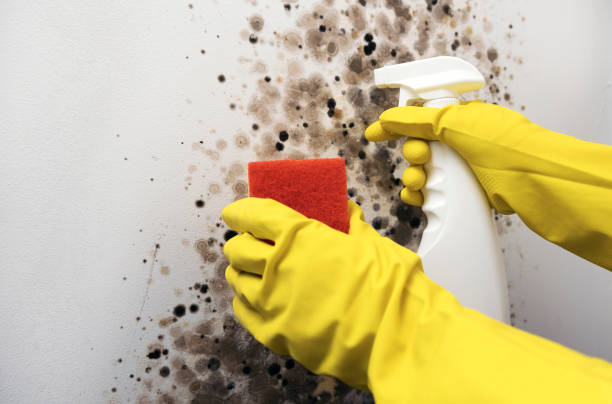 Best Mold Removal Near Me  in De Soto, IL