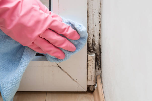 Professional Mold Removal in De Soto, IL
